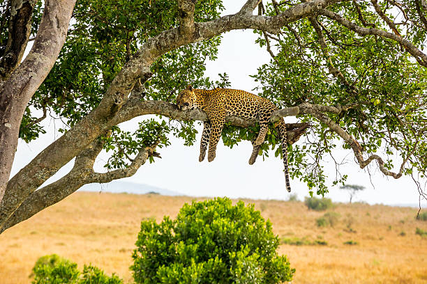 Leopard resting after eating / feeding with full stomach - very relax and free in Serengeti National Park